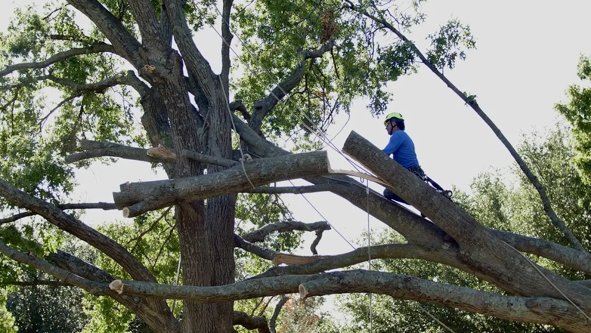 Professional Crown Thinning performed by certified arborists in Liverpool